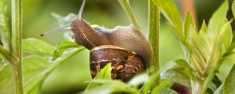 蜗牛主要的天敌有哪些，附防治技术 蜗牛的天敌有什么