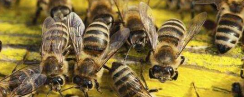 中蜂怎么合并蜂群，及注意事项（中蜂怎样合群最简单）
