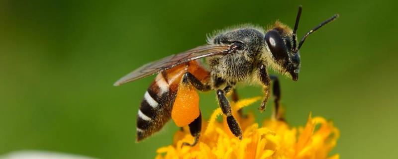 怎么诱蜂最容易来蜂 怎么样才能诱蜂