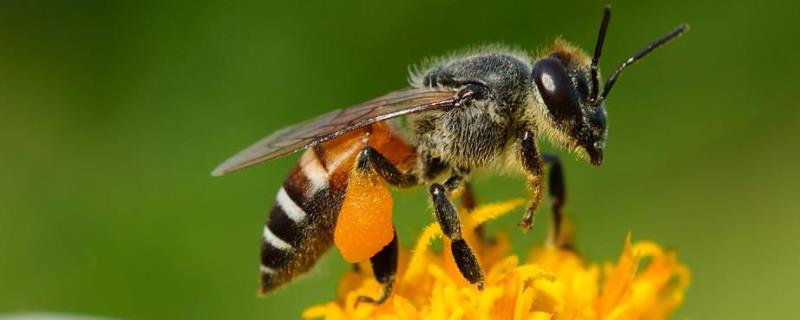 如何控制蜜蜂不分蜂维持强群 蜜蜂怎样维持强群