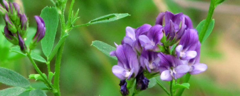 紫花苜蓿什么时候开花，附紫花苜蓿的地理分布