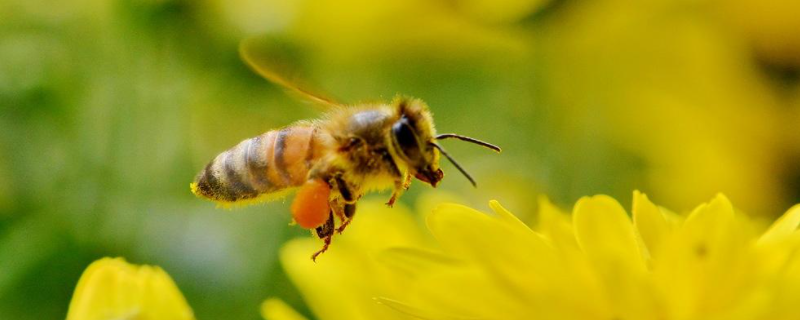蜂群春衰的原因，附预防措施 蜜蜂春衰是怎么引起的