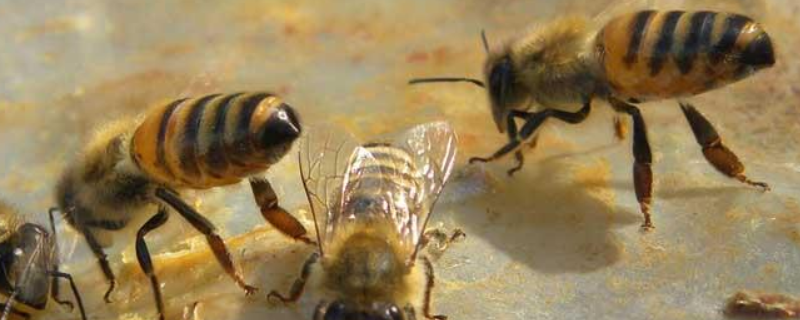 小蜂箱养中蜂有哪些好处，详细如下 用小蜂箱养中蜂好处