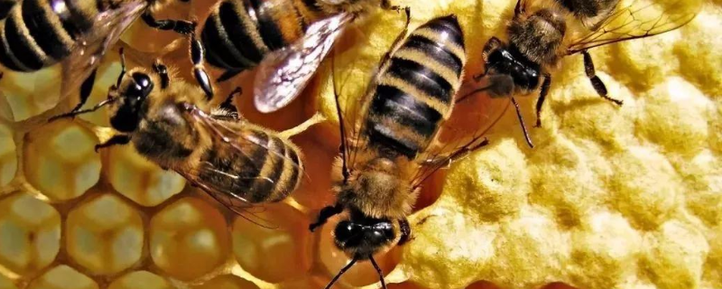 原地分蜂的最好方法，蜜蜂分蜂有哪些征兆
