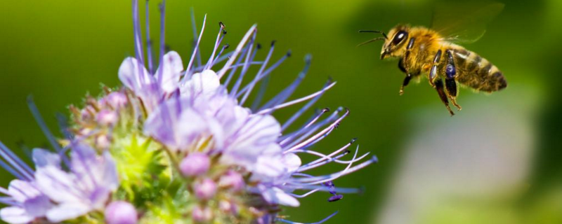 蜜蜂春繁加脾规律有哪些，附蜜蜂春繁加脾注意事项