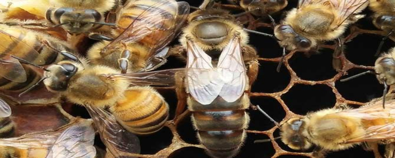 新蜂王怎样放进蜂群中 怎么引蜂王进蜂箱