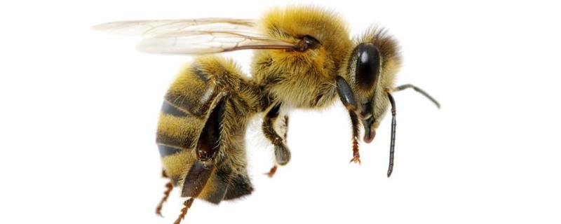 空蜂箱怎么引来蜜蜂，详细介绍（空箱怎样引来蜜蜂）