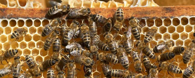 意蜂和中蜂哪个更好养，各有优势 意蜂好还是中蜂好