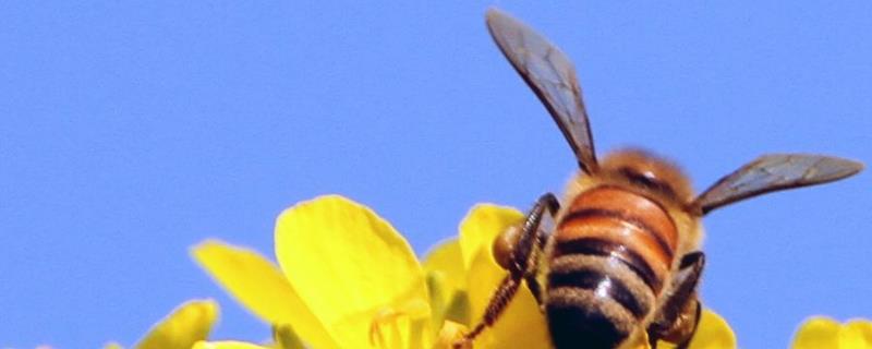 蜜蜂的特点有哪些（蜜蜂的特点有哪些特点）