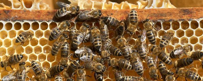 养蜜蜂怎么防止壁虎，详细介绍 蜜蜂蜂箱里有壁虎怎么办