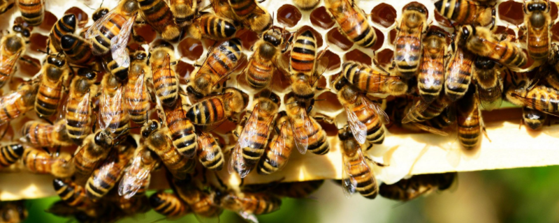 一脾蜂一个月繁殖多少，附蜂群结构（一脾蜂如何快速繁殖）
