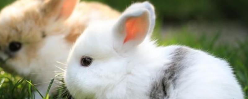 兔子的寿命有多长 兔子的寿命有多长和兔子能活几年