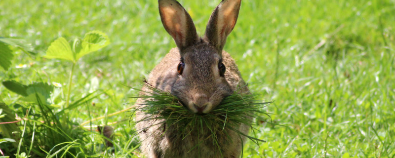 野兔和家兔有什么区别 野兔子和家兔子区别
