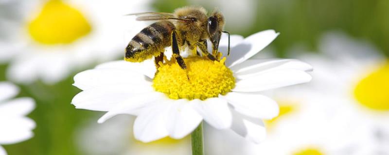 中蜂为什么产大量雄蜂，原因如下 中蜂早春有雄蜂