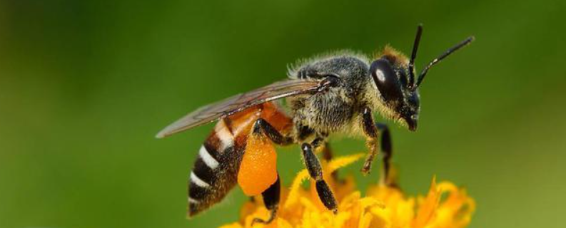 黑小蜜蜂能人工养殖吗，附生活习性 黑小蜜蜂可以养吗