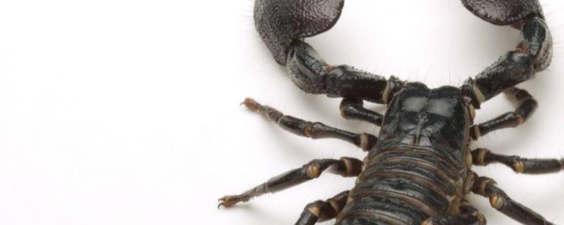 蝎子吃什么食物，什么是蝎子爱吃的 蝎子最爱吃什么食物