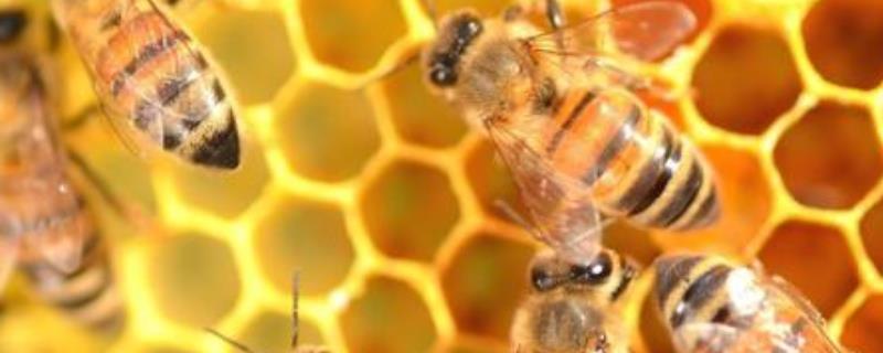 蜂蜜价格为什么有高有低，主要原因有哪些