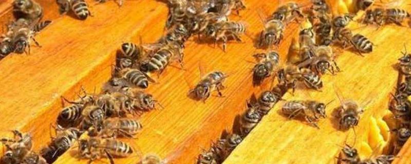 合并蜂群的原理是什么，方法是什么（蜜蜂怎样合并蜂群）