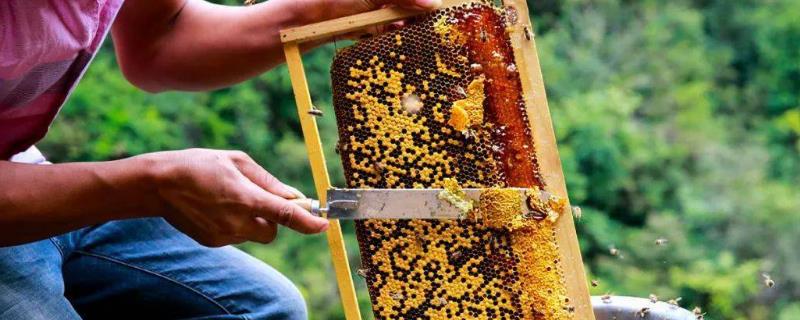 割蜜如何防止蜂王出逃，附具体办法（割蜂蜜怎么赶走蜜蜂）