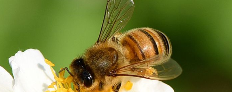 40箱中蜂一年赚多少钱，附成本 养100箱蜜蜂一年能赚多少钱