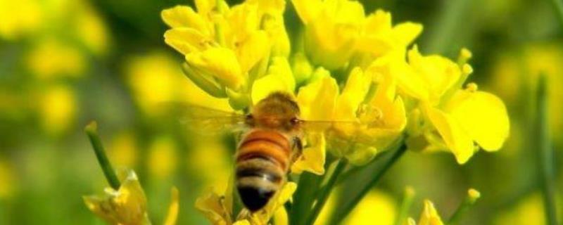 蜜蜂秋繁的重要性和关键技术，附开繁时间