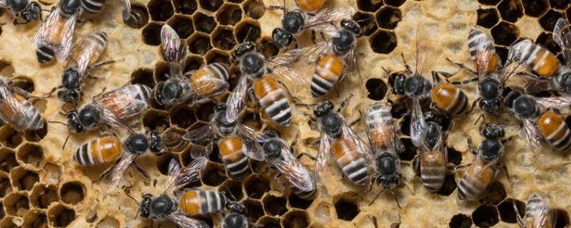新手如何养蜜蜂，详细介绍 新手如何养蜜蜂,详细介绍图片