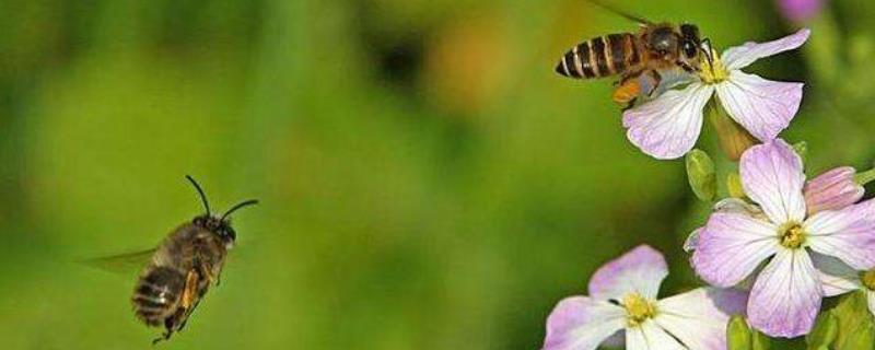 黑大蜜蜂是什么蜂，附生活习性（有一种蜜蜂黑黑大大只的是什么蜜蜂）
