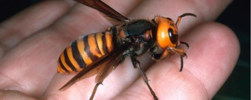 虎头蜂vs日本大黄蜂谁厉害，不分上下 虎头蜂和日本大黄蜂哪个厉害