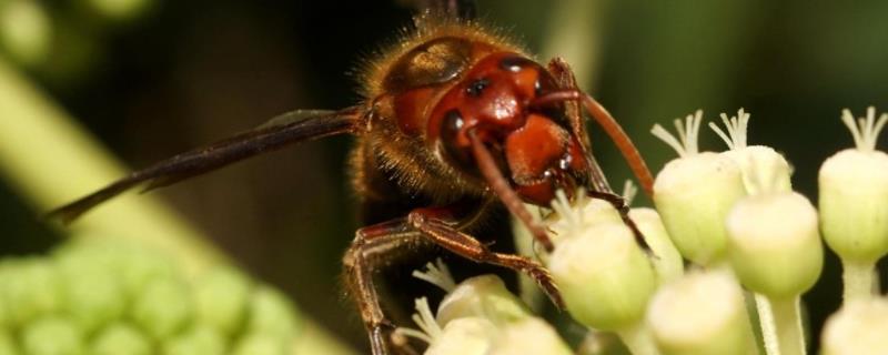 比虎头蜂还大的黑蜂是什么蜂 虎头蜂是什么蜂?
