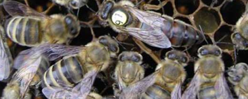 蜂螨的危害有多大，主要有以下五个方面