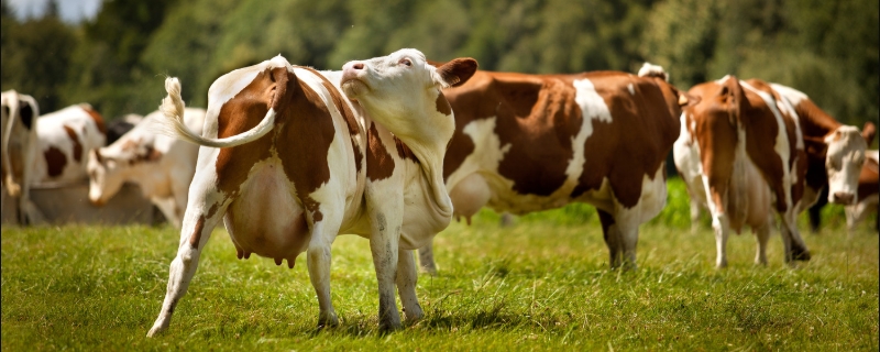 奶牛饲料添加剂的种类，奶牛饲料添加剂作用