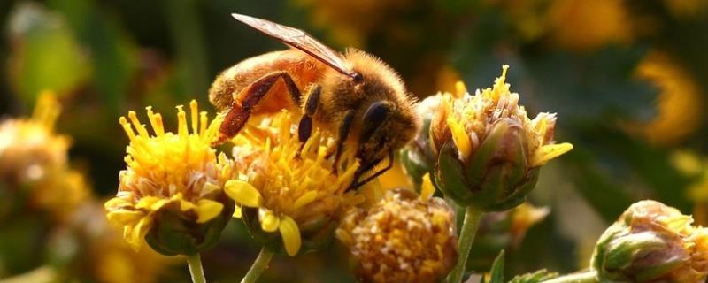 新手养蜂怎样获得蜂王，详细介绍 新手养蜂怎样获得蜂王,详细介绍视频