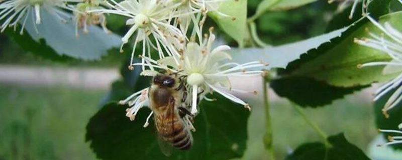 椴树蜜属于几等蜂蜜，附质量论述 椴树蜜是蜂蜜中佳品
