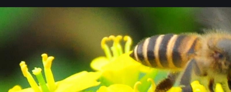 怎么知道蜂箱里有蜂王，详细介绍 怎样知道蜜蜂有没有蜂王