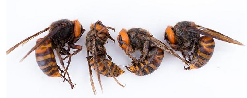 黑腹虎头蜂的毒性大吗，有什么特征（虎头蜂和黑尾蜂哪个毒性大）