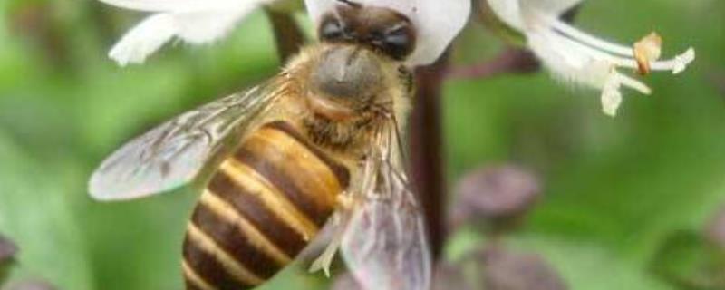 新手养中蜂有哪些误区（新手养中蜂要掌握哪些技术?）