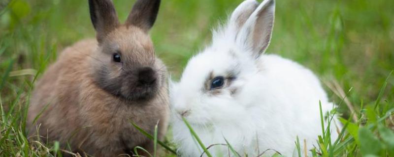 兔子耳痒病防治技术，附症状表现 兔子的耳朵痒