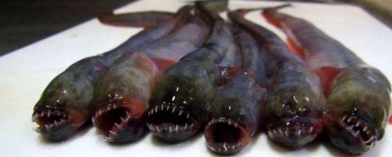 狼牙虾虎鱼吃什么，分布在什么地方 河里虾虎鱼吃什么