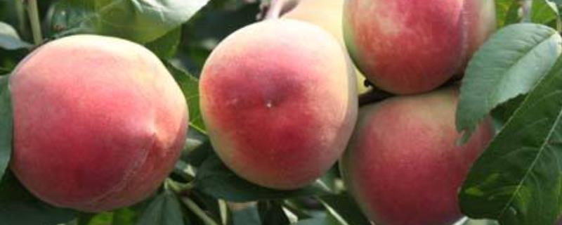 水蜜桃几月份成熟，多少钱一斤（水蜜桃一般多少钱一斤）
