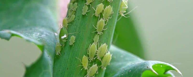 蚜虫怎么治，附种植管理 植物蚜虫怎么治疗
