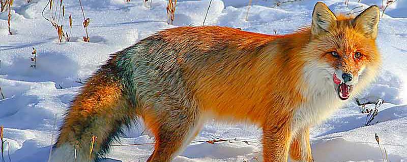 大兴安岭红狐是保护动物吗 大兴安岭红色狐狸