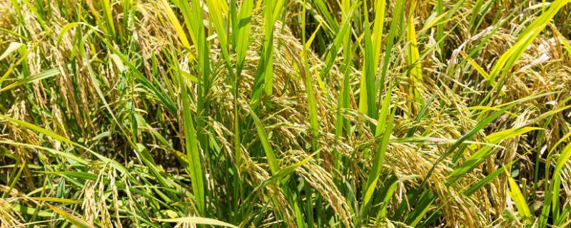 什么水稻品种亩产1365公斤 亩产2800斤的水稻是什么品种