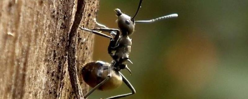 蚂蚁是不是昆虫 蚂蚁是不是昆虫纲