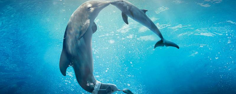 海豚是哺乳动物吗，主要分布在哪里（海豚是哺乳动物吗,主要分布在哪里的）