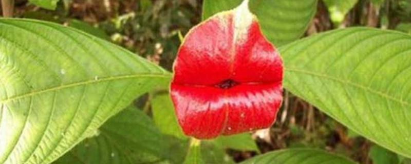 嘴唇花是什么，附嘴唇花的外形和分布