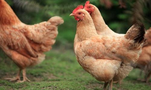 散养土鸡公鸡母鸡比例是多少 土鸡公母养殖比例