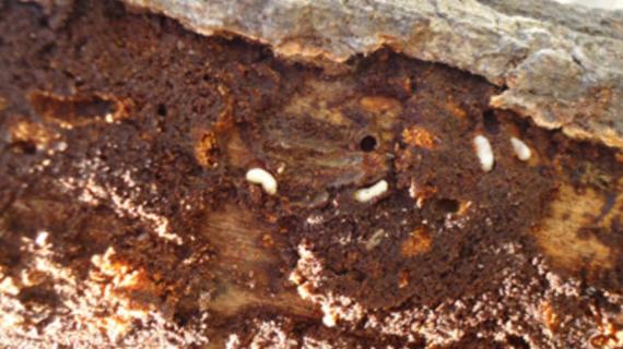 木头里面的虫子叫什么 木头里面的虫子叫什么可以吃吗