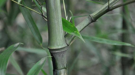 实心竹子有几种 实心竹子有几种材质
