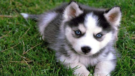 什么动物的眼睛是蓝色的 什么动物的眼睛是蓝色的图片