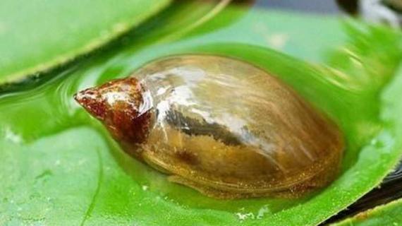 水蜗牛是害虫吗 水蜗牛是害虫吗图片